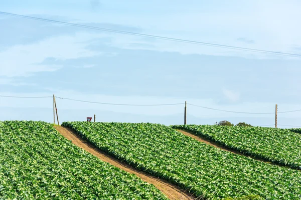 Linhas verdes frescas da cama da salada — Fotografia de Stock