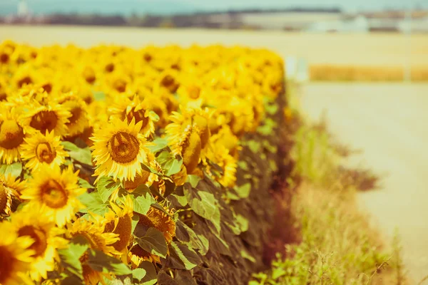 Campo di girasoli estivi luminosi — Foto Stock