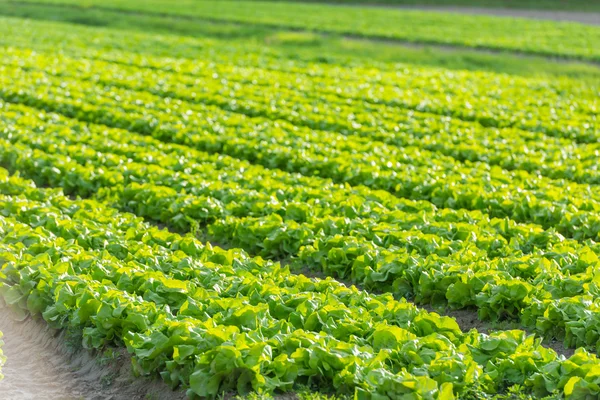 Rangées de lits de salade vert frais — Photo