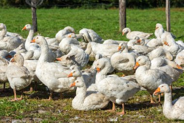 Kaz kaz sürüsü otlatma 