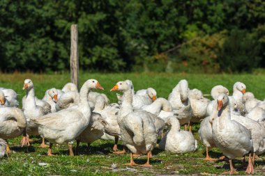 Kaz kaz sürüsü otlatma 