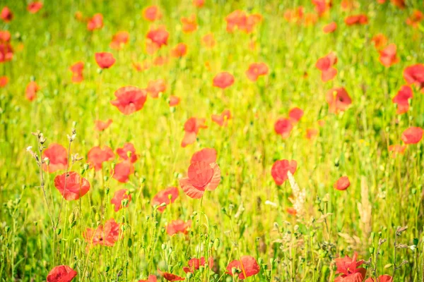 Rode papavers in een zomer weide — Stockfoto