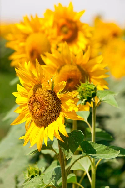 Zonnebloemen gezichtsveld — Stockfoto