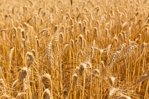 Ripe Cereal field — Stock Photo, Image