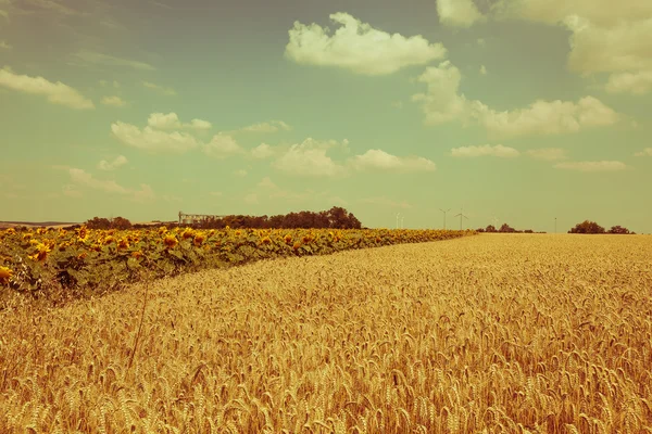 Vista de campos de cereales y girasoles —  Fotos de Stock