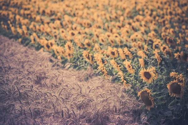 Graan en zonnebloemen velden weergeven — Stockfoto