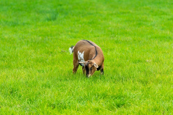 Eine Ziege isst — Stockfoto