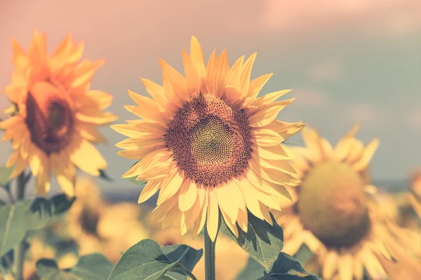 Girasoles Campo vista — Foto de Stock