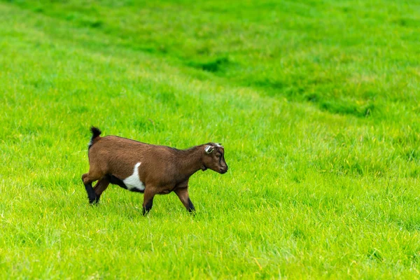 Una capra mangia — Foto Stock