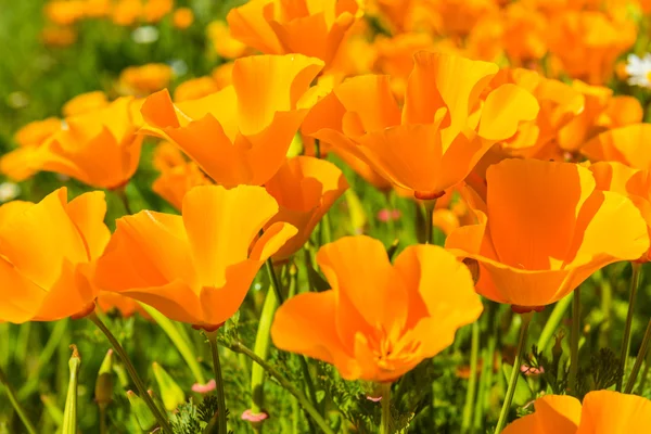 Orange poppies in a summer meadow — Stock Photo, Image