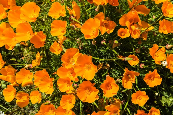 Las amapolas de naranja en un prado de verano — Foto de Stock