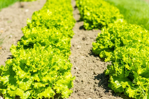 Taze yeşil salata yatak satırları — Stok fotoğraf