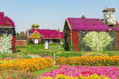 Dubai mucize Bahçe milyon çiçekli