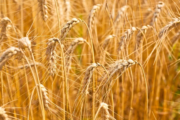 Ripe Cereal field — Stock Photo, Image