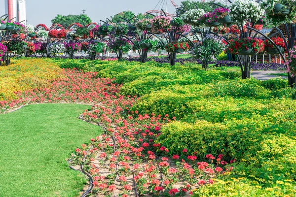 Dubai Wundergarten mit Millionen Blumen — Stockfoto