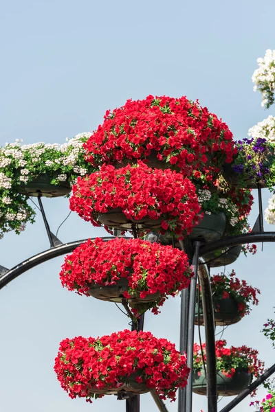 Dubai jardim milagroso com milhões de flores — Fotografia de Stock