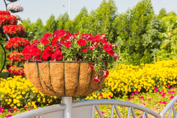 Dubai wonder tuin met miljoen bloemen — Stockfoto