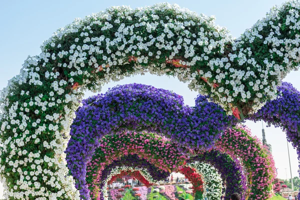 Jardin miracle de Dubaï avec des millions de fleurs — Photo