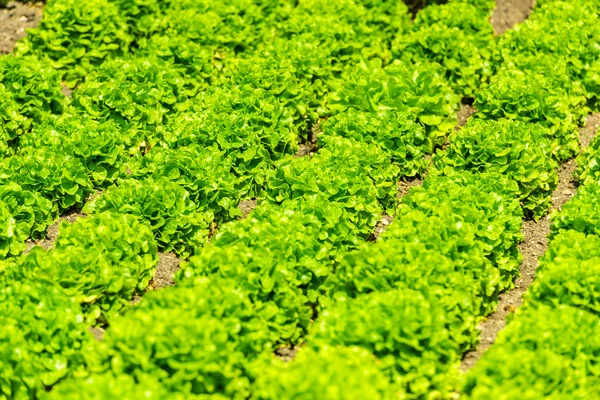 Rangées de lits de salade vert frais — Photo