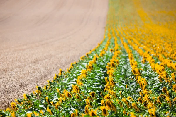 Vista de campos de cereales y girasoles — Foto de Stock