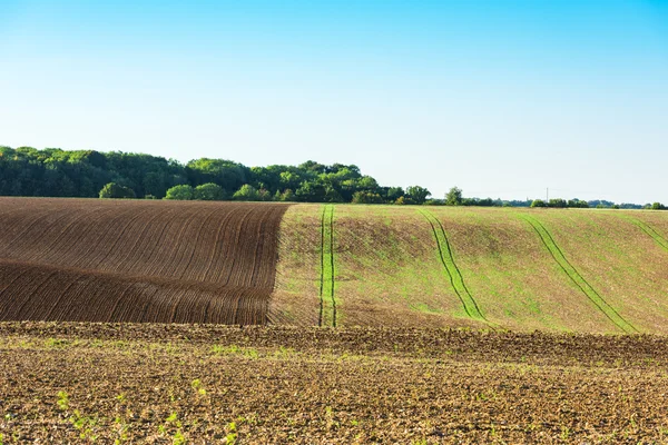 Gebied van de landbouw op een heuvel — Stockfoto