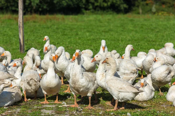 Geese gaggle grazing — Stock Photo, Image