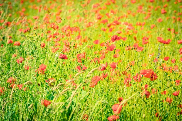 Rote Mohnblumen auf einer Sommerwiese — Stockfoto