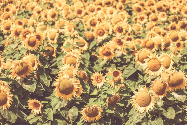 Girasoles Campo vista — Foto de Stock