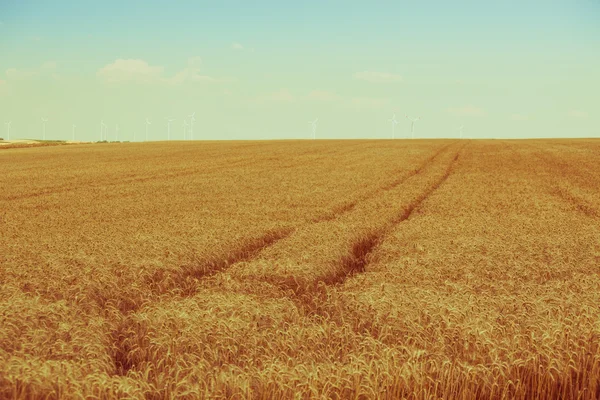 Campo di cereali maturi — Foto Stock