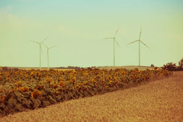 Graan en zonnebloemen velden — Stockfoto