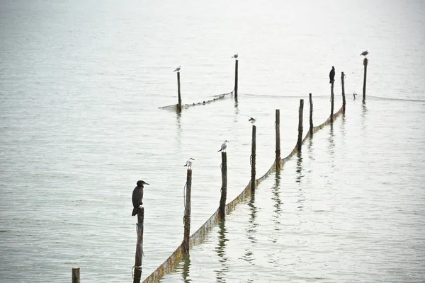 Noord Zee landschap — Stockfoto