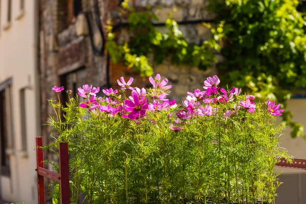 Blommande kosmos blommor — Stockfoto