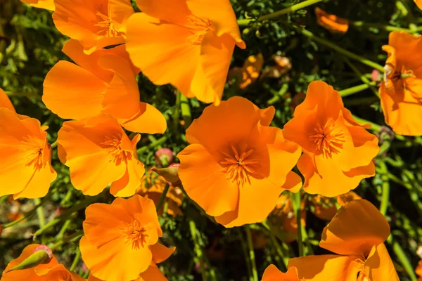 Orange poppies in a summer meadow — Stock Photo, Image