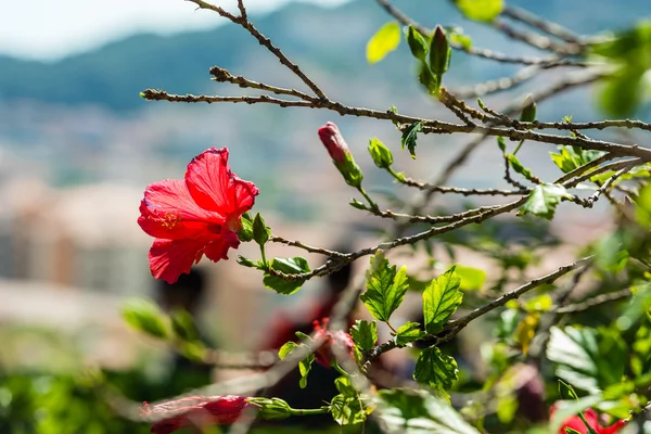 Flor roja de hibisco en un árbol — Foto de Stock