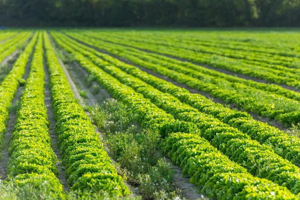 Rangées de lits de salade vert frais — Photo