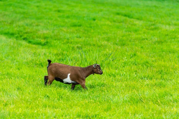 Eine Ziege isst von grünem Gras — Stockfoto