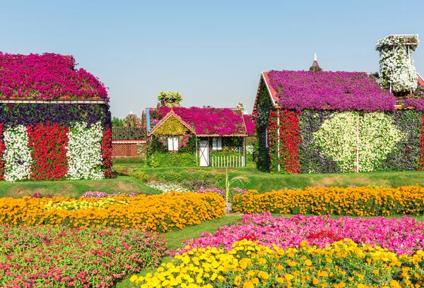 Dubai miracle garden — Stock Photo, Image