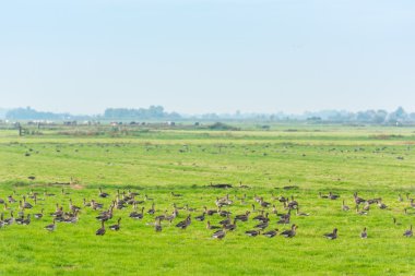 Yaban kazları yiyecek bir sürü  
