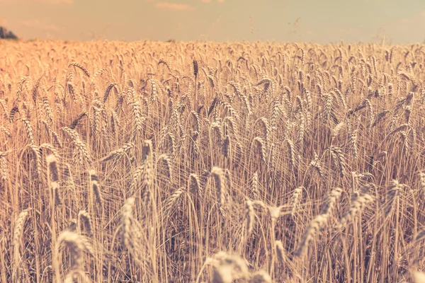 Ripe Cereal field — Stock Photo, Image