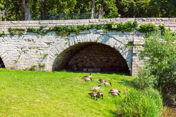 Много диких гусей в поисках пищи — стоковое фото