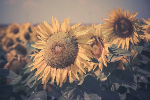 Girasoli Vista campo . — Foto Stock