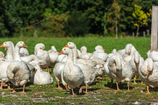 Geese gaggle grazing — Stock Photo, Image