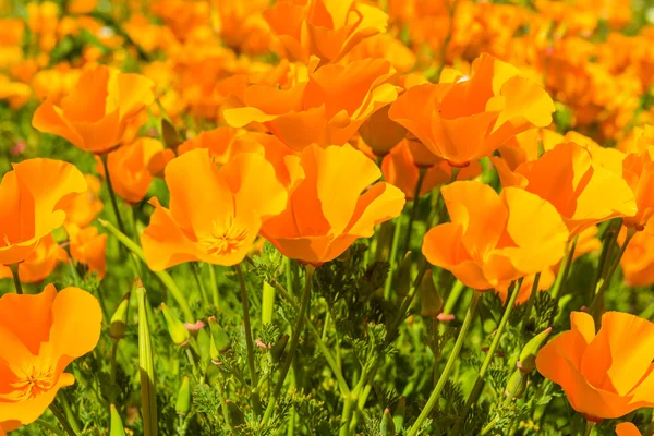 夏天草地上橙色罂粟花 — 图库照片