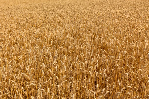 Ripe Cereal field Royalty Free Stock Photos