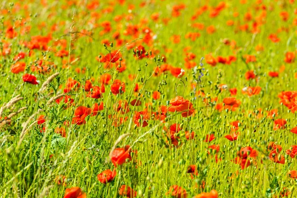 Rote Mohnblumen auf einer Sommerwiese — Stockfoto