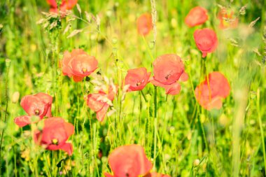 Yaz otlağında gelincikler