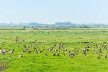 yiyecek çayır üzerinde kaz