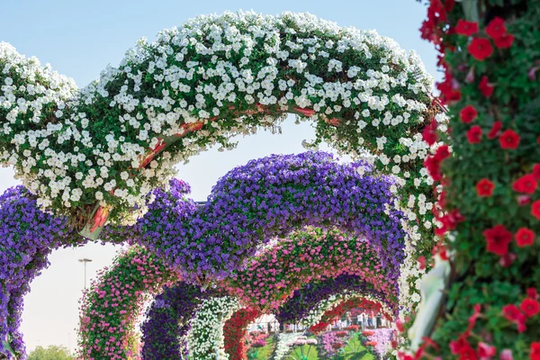 Dubai jardim milagroso com flores — Fotografia de Stock