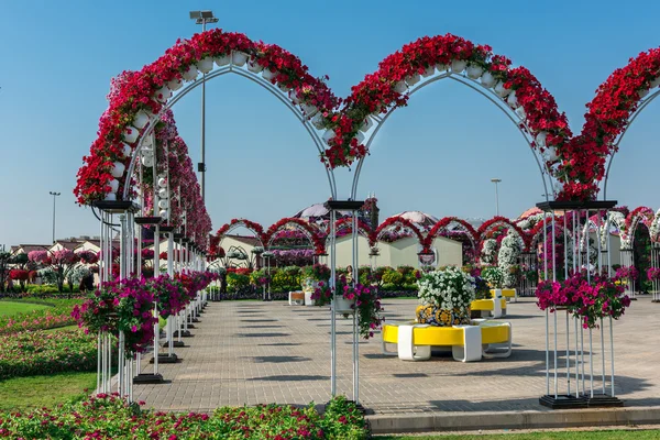 Jardin miracle de Dubaï avec des fleurs — Photo
