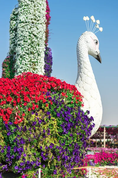 Dubai miracle garden mit blumen — Stockfoto